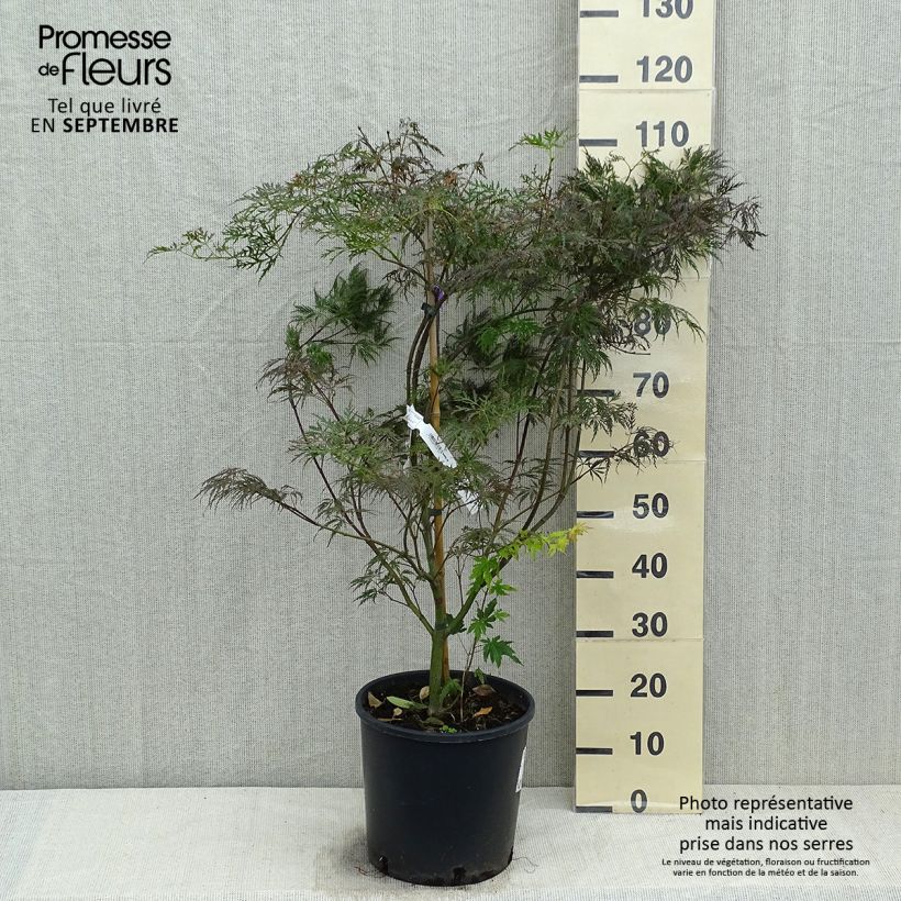Exemplar von Fächerahorn Dissectum Garnet - Acer palmatum Topf mit 6L/7L wie im Herbst geliefert
