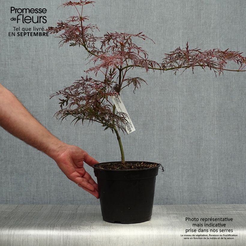 Exemplar von Fächerahorn Dissectum Garnet - Acer palmatum Topf mit 3L/4L wie im Herbst geliefert
