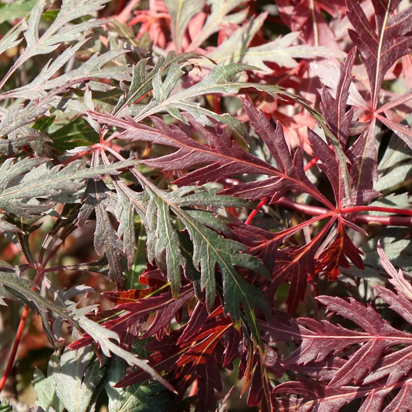 Fächerahorn Dissectum Orangeola - Acer palmatum (Laub)
