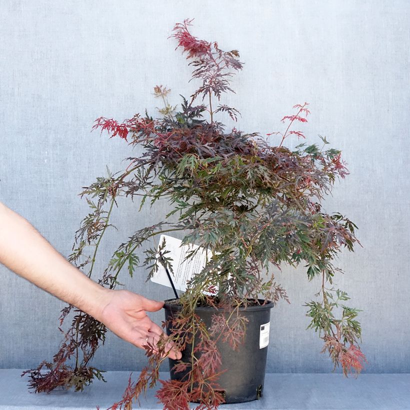 Exemplar von Fächerahorn Dissectum Orangeola - Acer palmatum Topf mit 7,5L/10L wie im Sommer geliefert