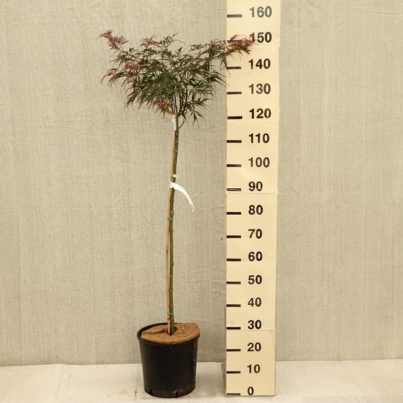 Exemplar von Fächerahorn Dissectum Tamukeyama - Acer palmatum Topf mit 7,5L/10L wie im Herbst geliefert