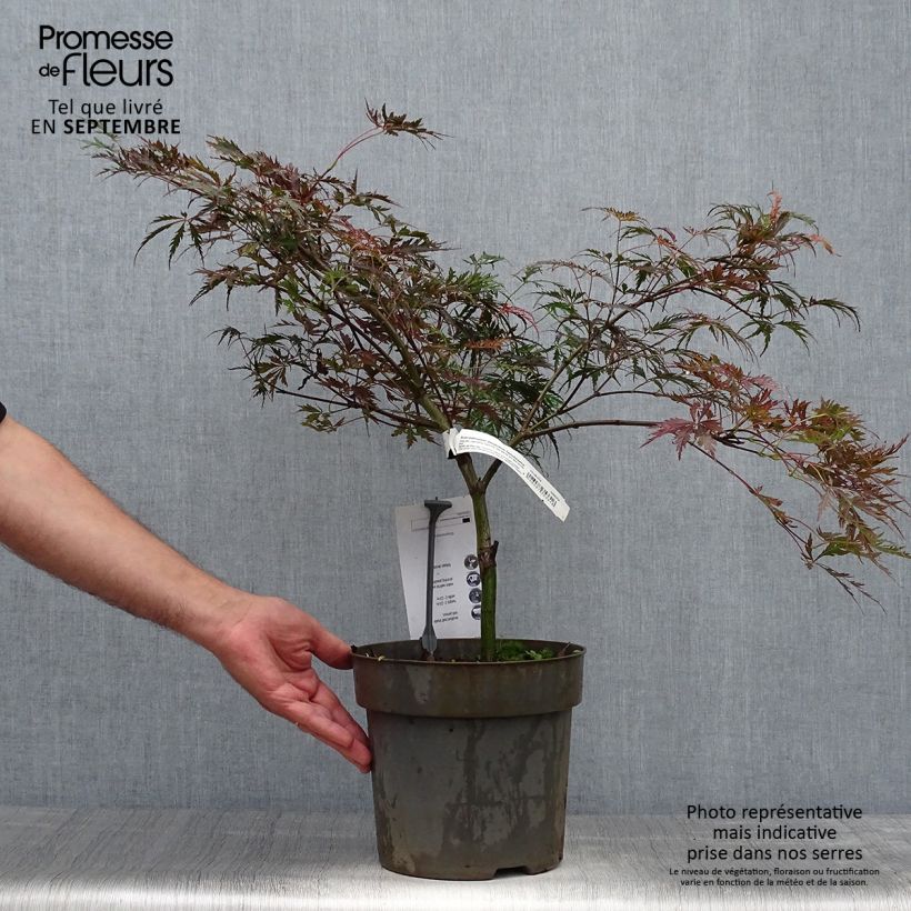 Exemplar von Fächerahorn Dissectum Tamukeyama - Acer palmatum Topf mit 4L/5L wie im Herbst geliefert