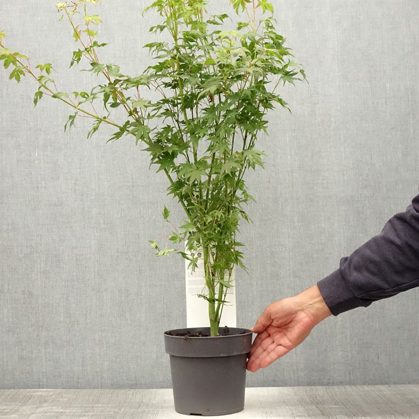 Exemplar von Fächerahorn Going Green - Acer palmatum Topf mit 3L/4L wie im Sommer geliefert
