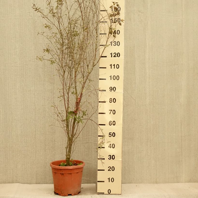 Exemplar von Fächerahorn Kagiri-nishiki - Acer palmatum Topf mit 7,5L/10L wie im Herbst geliefert