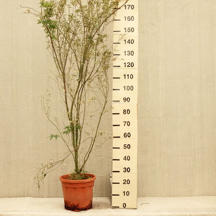 Exemplar von Fächerahorn Kagiri-nishiki - Acer palmatum Topf mit 7,5L/10L wie im Sommer geliefert