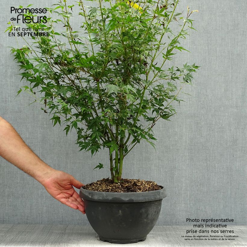 Exemplar von Fächerahorn Katsura - Acer palmatum Becher 7,5L / 10L wie im Herbst geliefert