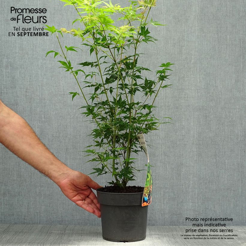 Exemplar von Fächerahorn Katsura - Acer palmatum Topf mit 2L/3L wie im Herbst geliefert