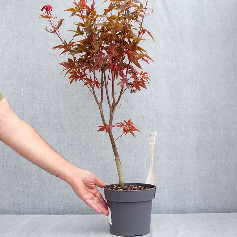 Exemplar von Fächerahorn Little Red - Acer palmatum Topf mit 3L/4L wie im Sommer geliefert