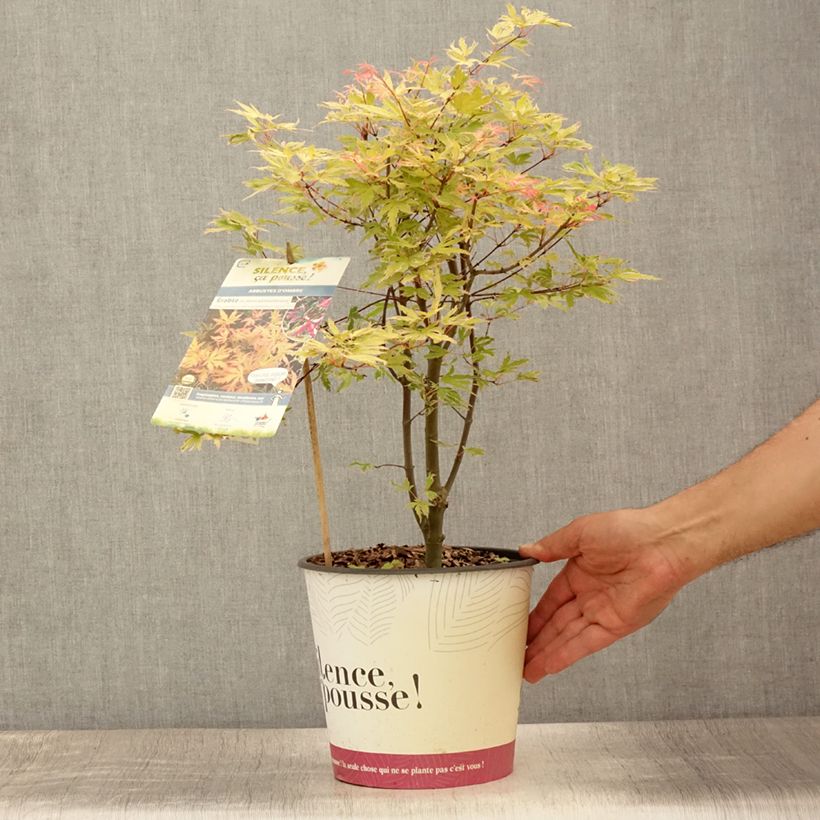 Exemplar von Fächerahorn Metamorphosa - Acer palmatum Topf mit 4L/5L wie im Sommer geliefert