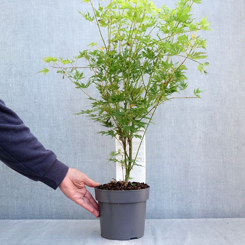 Exemplar von Fächerahorn Orange Lace - Acer palmatum Topf mit 3L/4L wie im Herbst geliefert