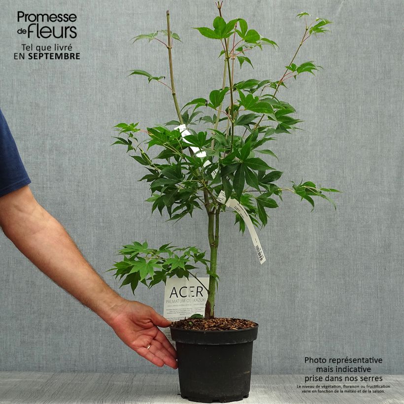 Exemplar von Fächerahorn Osakazuki - Acer palmatum Topf mit 3L/4L wie im Herbst geliefert