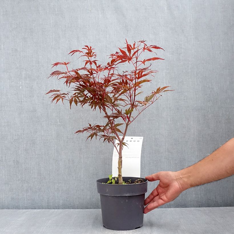 Exemplar von Fächerahorn Pevé Dave - Acer palmatum Topf mit 3L/4L wie im Sommer geliefert
