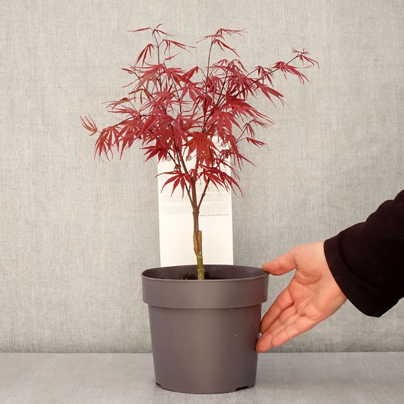 Exemplar von Fächerahorn Pevé Dave - Acer palmatum Topf mit 3L/4L wie im Frühjahr geliefert