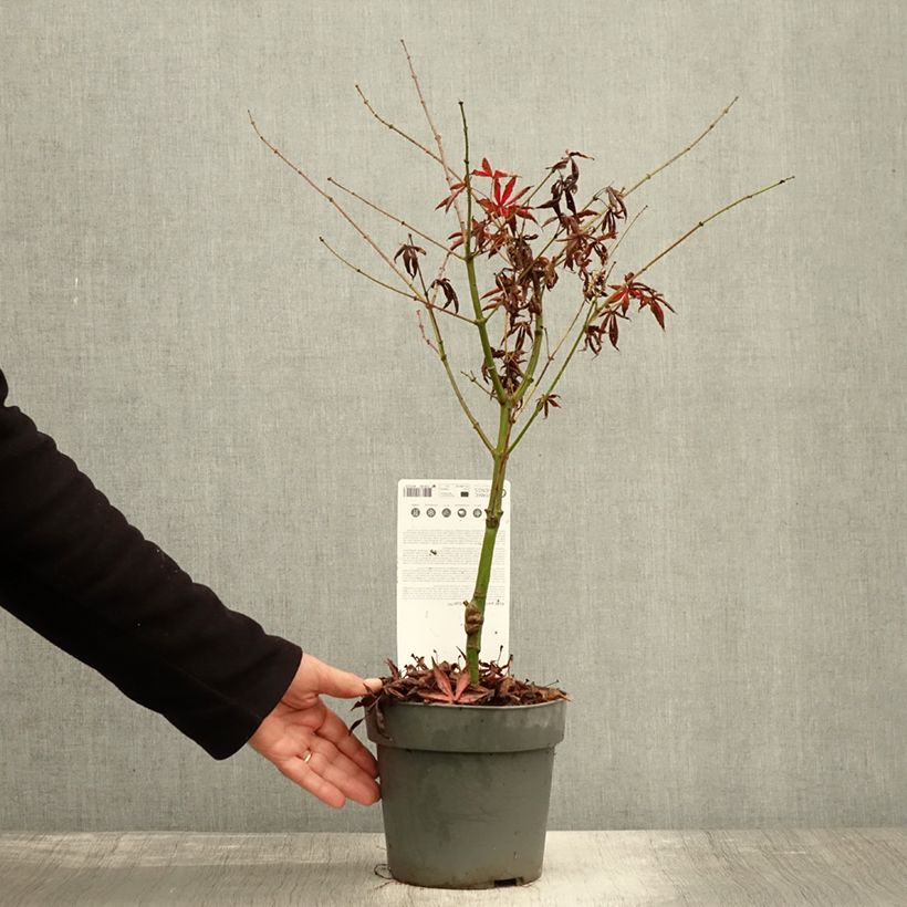 Exemplar von Fächerahorn Pevé Starfish - Acer palmatum Topf mit 2L/3L wie im Herbst geliefert