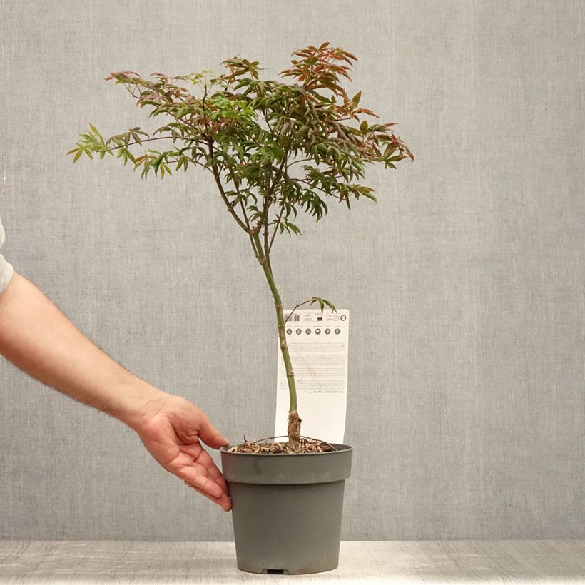 Exemplar von Fächerahorn Pevé Starfish - Acer palmatum Topf mit 2L/3L wie im Sommer geliefert