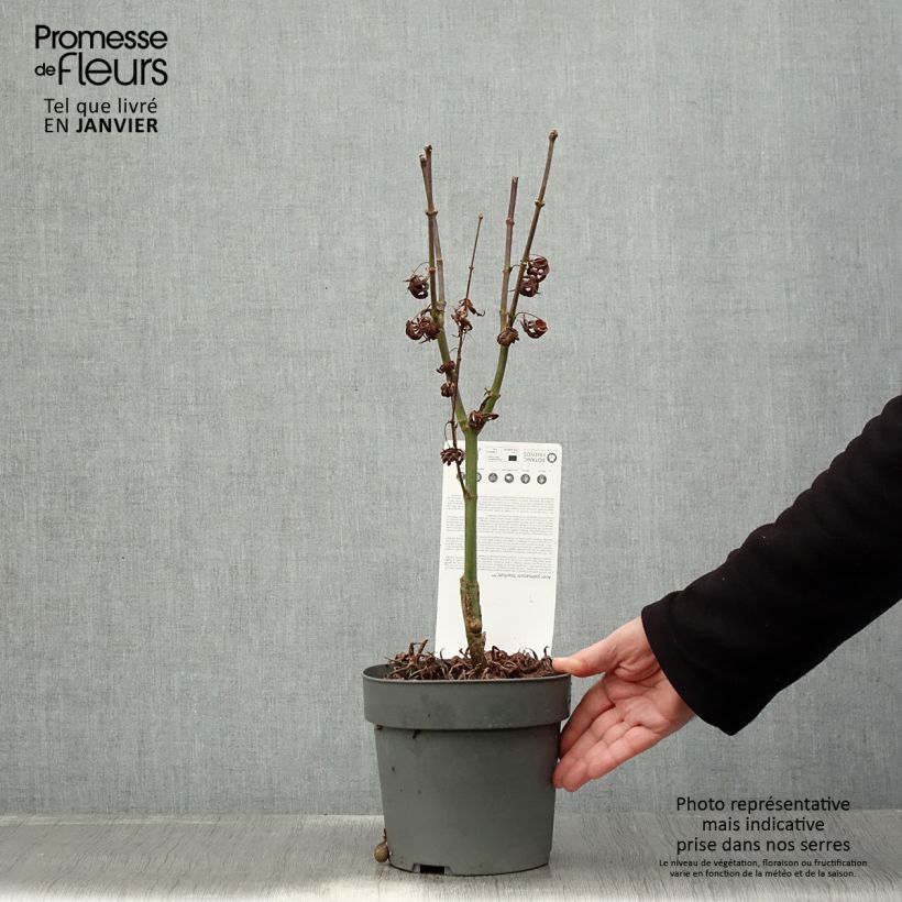 Exemplar von Fächerahorn Pevé Starfish - Acer palmatum Topf mit 2L/3L wie im Winter geliefert