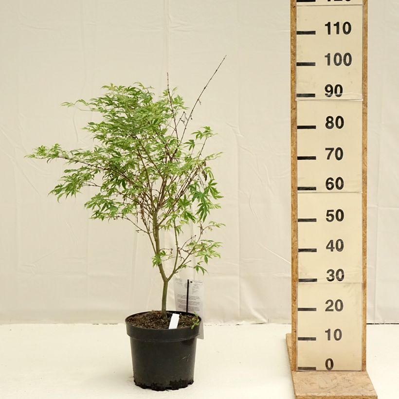 Exemplar von Fächerahorn Pink Passion - Acer palmatum Topf mit 7,5L/10L wie im Frühjahr geliefert
