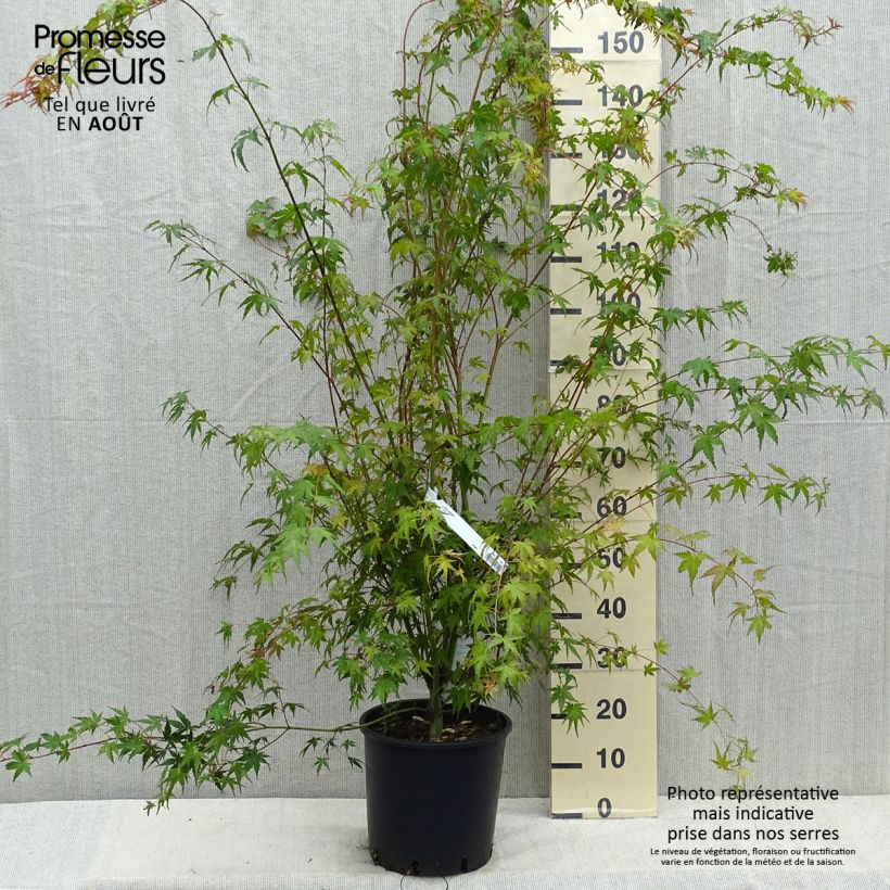 Exemplar von Fächerahorn - Acer palmatum Topf mit 7,5L/10L wie im Sommer geliefert