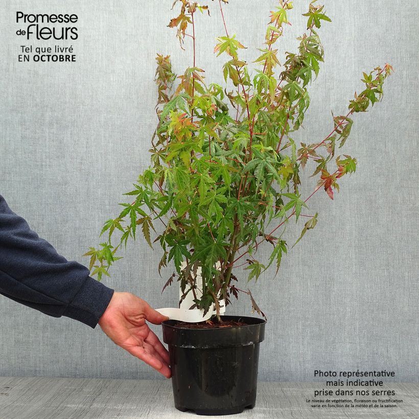 Exemplar von Fächerahorn - Acer palmatum Topf mit 3L/4L wie im Herbst geliefert