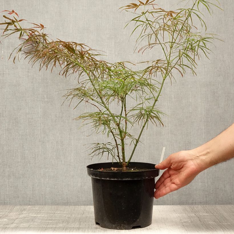Exemplar von Fächerahorn Red Pygmy - Acer palmatum Topf mit 3L/4L wie im Sommer geliefert