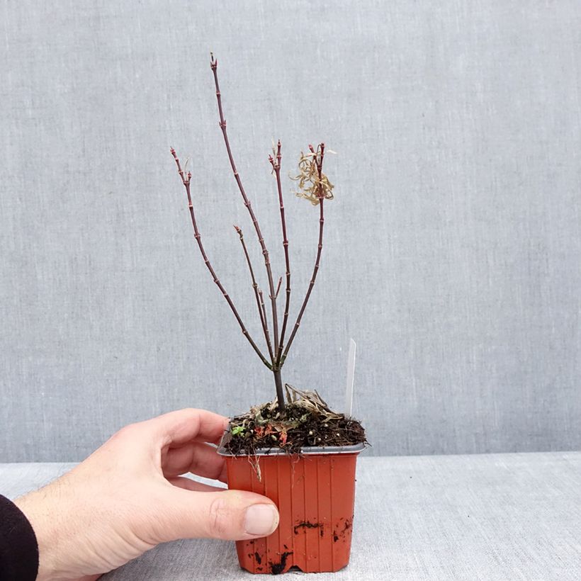 Exemplar von Fächerahorn Royal Garnet - Acer palmatum Kleine Töpfe von 8/9 cm wie im Winter geliefert