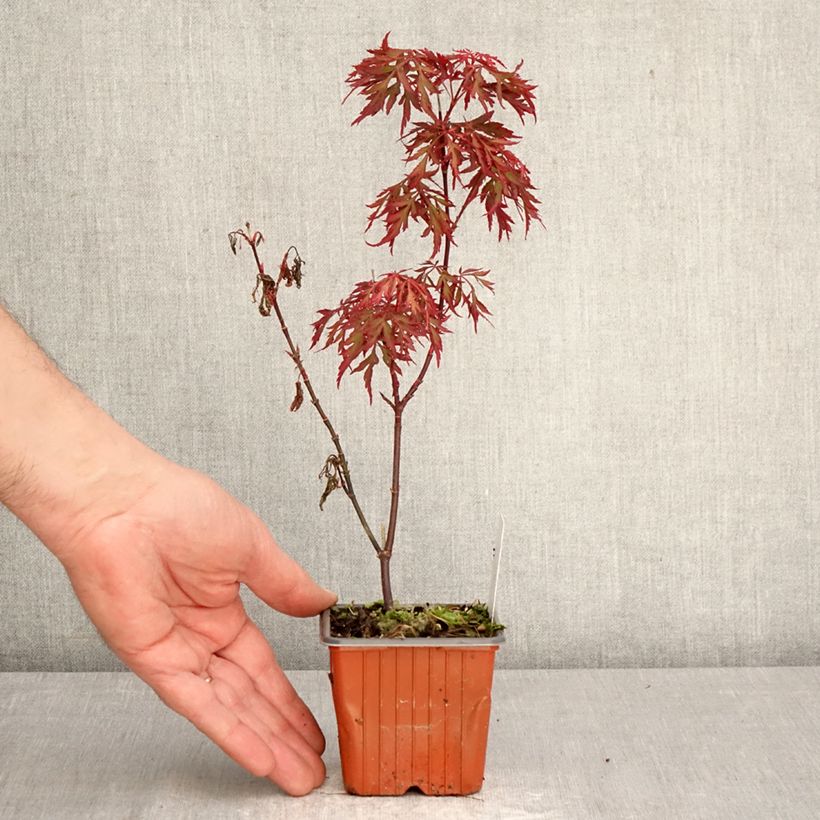 Exemplar von Fächerahorn Royal Garnet - Acer palmatum Kleine Töpfe von 8/9 cm wie im Frühjahr geliefert