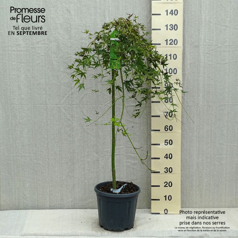 Exemplar von Fächerahorn Ryusen - Acer palmatum Topf mit 12L/15L wie im Herbst geliefert