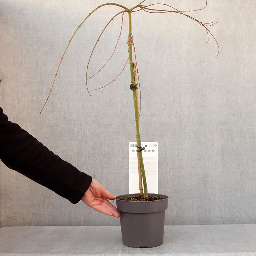 Exemplar von Fächerahorn Ryusen - Acer palmatum Topf mit 3L/4L wie im Winter geliefert