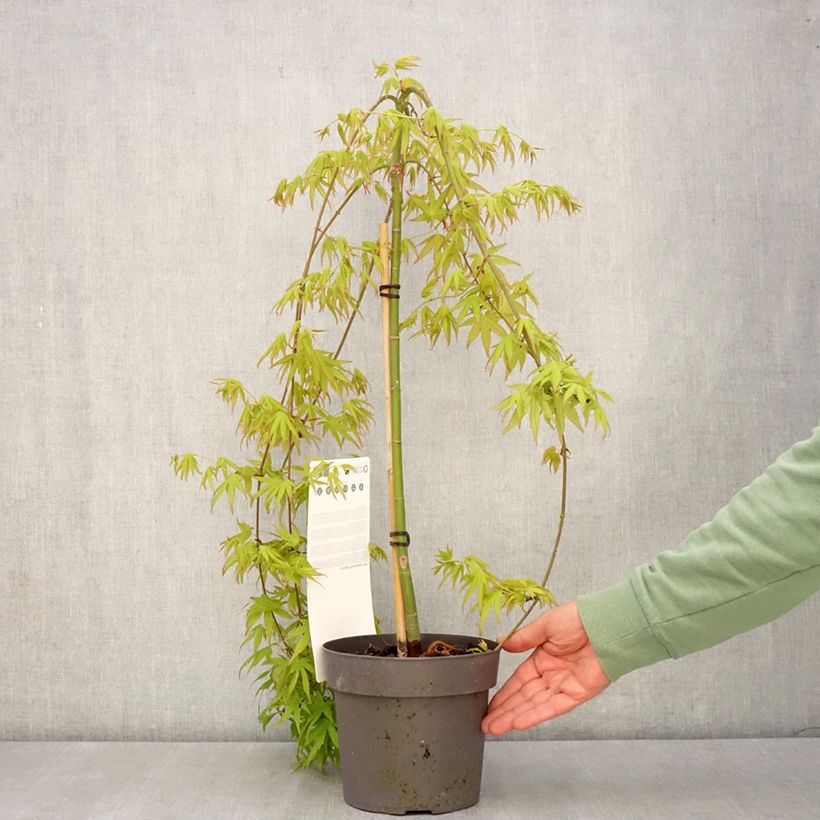 Exemplar von Fächerahorn Ryusen - Acer palmatum Topf mit 3L/4L, Stamm wie im Frühjahr geliefert