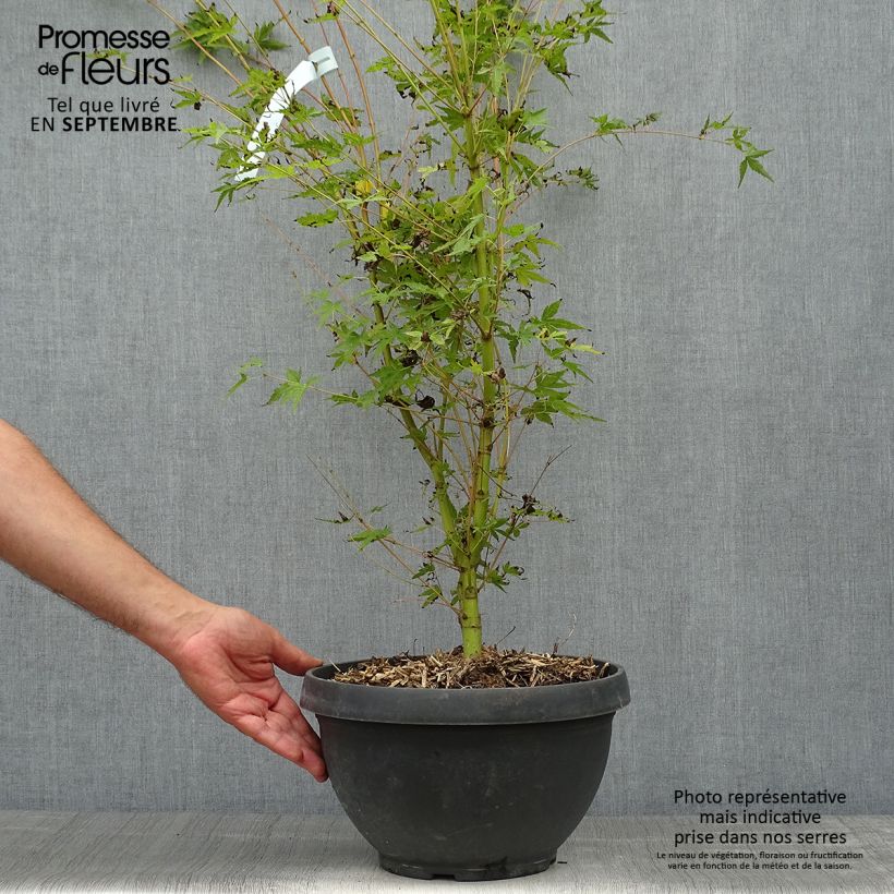 Exemplar von Fächerahorn Sangokaku - Acer palmatum Topf mit 6L/7L wie im Herbst geliefert
