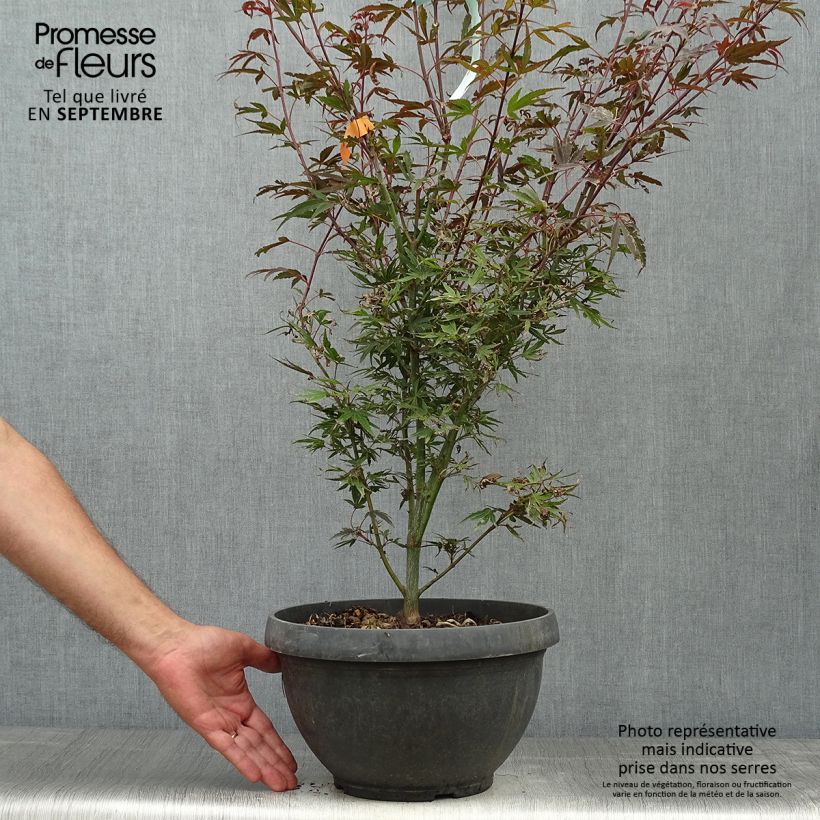Exemplar von Fächerahorn Shaina - Acer palmatum Topf mit 6L/7L wie im Herbst geliefert