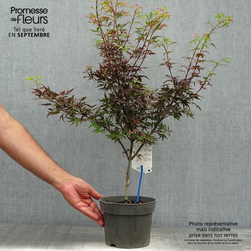 Exemplar von Fächerahorn Shaina - Acer palmatum Topf mit 3L/4L wie im Herbst geliefert