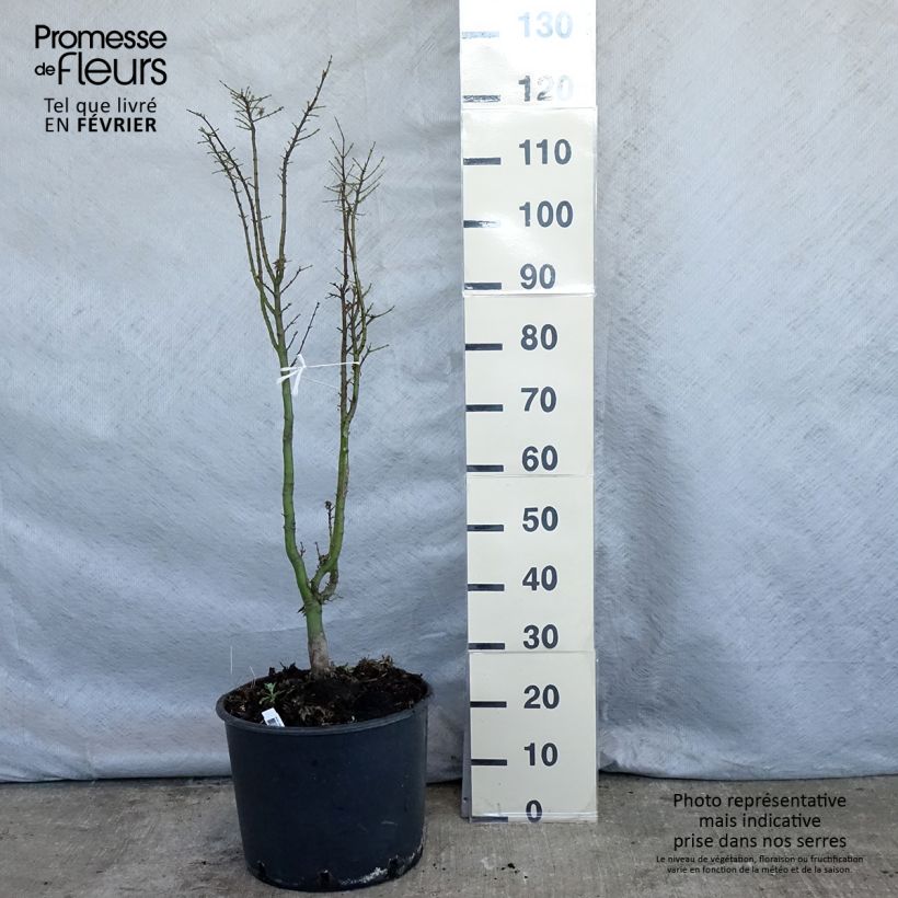 Exemplar von Fächerahorn Shishigashira - Acer palmatum Topf mit 18L/20L wie im Winter geliefert