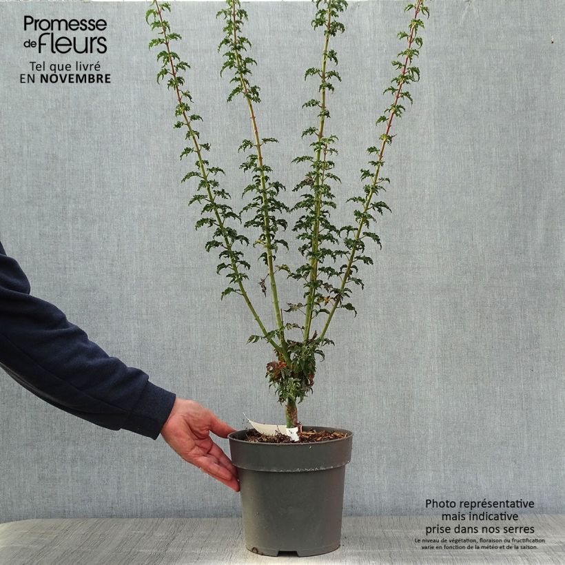 Exemplar von Fächerahorn Shishigashira - Acer palmatum Topf mit 3L/4L wie im Herbst geliefert