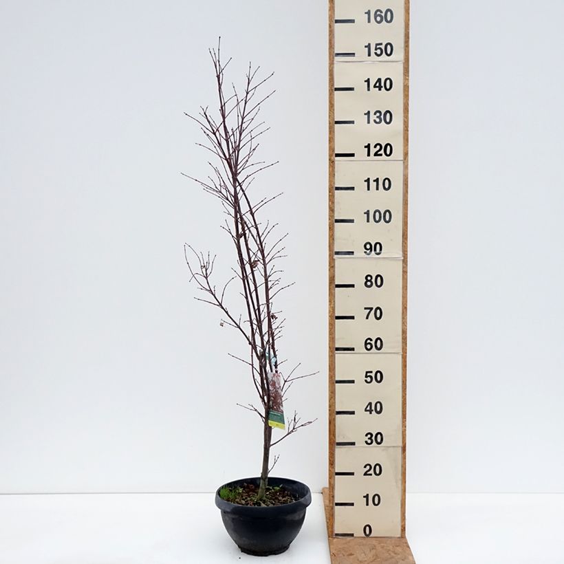 Exemplar von Fächerahorn Skeeter's Broom - Acer palmatum Becher 7,5L / 10L, Strauch wie im Herbst geliefert