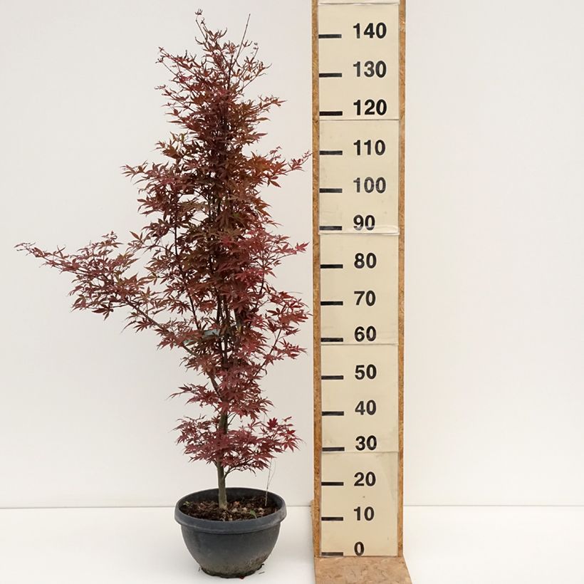 Exemplar von Fächerahorn Skeeter's Broom - Acer palmatum Becher 7,5L / 10L wie im Sommer geliefert
