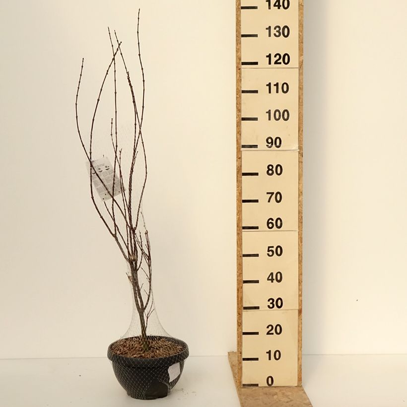 Exemplar von Fächerahorn Skeeter's Broom - Acer palmatum Becher 7,5L / 10L wie im Winter geliefert