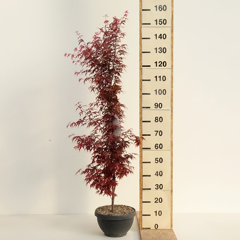 Exemplar von Fächerahorn Skeeter's Broom - Acer palmatum Becher 7,5L / 10L, Strauch wie im Frühjahr geliefert