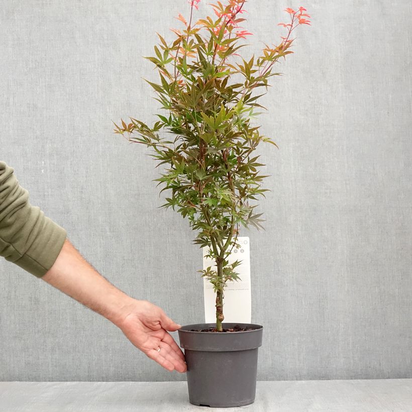 Exemplar von Fächerahorn Skeeter's Broom - Acer palmatum Topf mit 3L/4L wie im Sommer geliefert