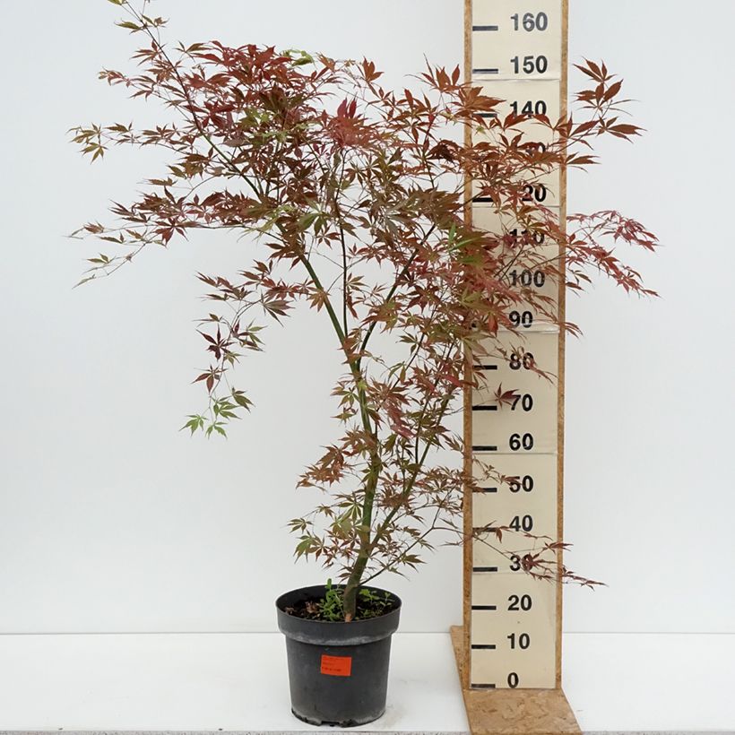 Exemplar von Fächerahorn Sumi-nagashi - Acer palmatum Topf mit 12L/15L wie im Sommer geliefert