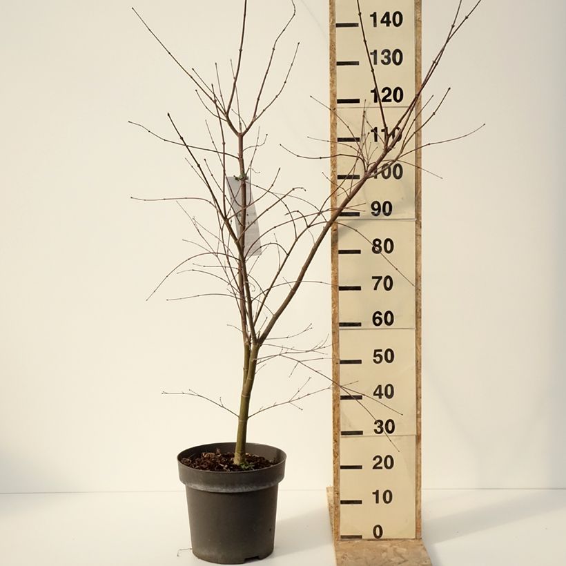 Exemplar von Fächerahorn Sumi-nagashi - Acer palmatum Topf mit 12L/15L wie im Winter geliefert