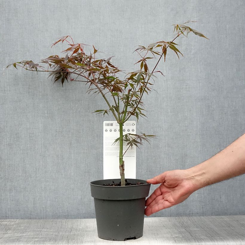 Exemplar von Fächerahorn Sumi-nagashi - Acer palmatum Topf mit 3L/4L wie im Sommer geliefert
