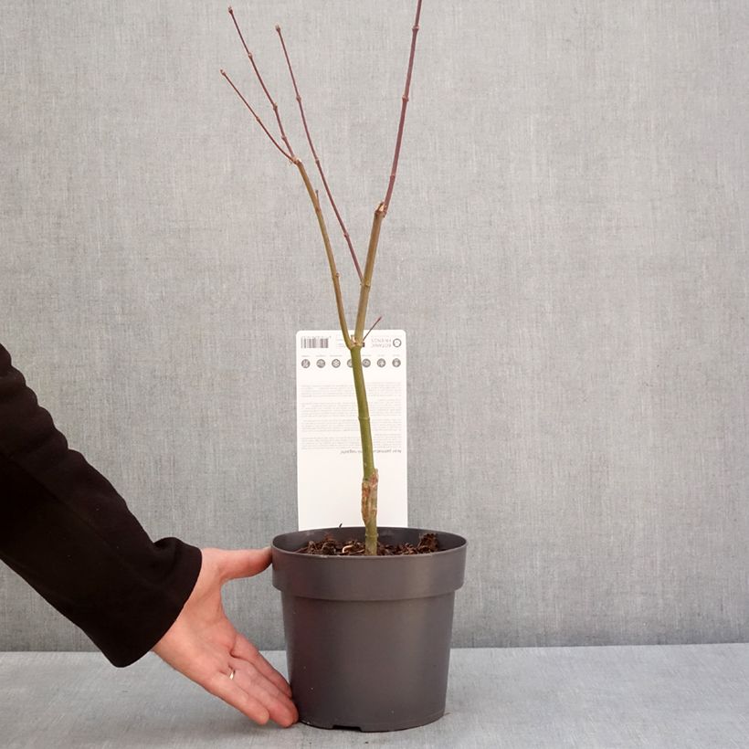 Exemplar von Fächerahorn Sumi-nagashi - Acer palmatum Topf mit 3L/4L wie im Winter geliefert
