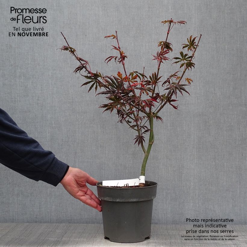 Exemplar von Fächerahorn Trompenburg - Acer palmatum Topf mit 3L/4L wie im Herbst geliefert
