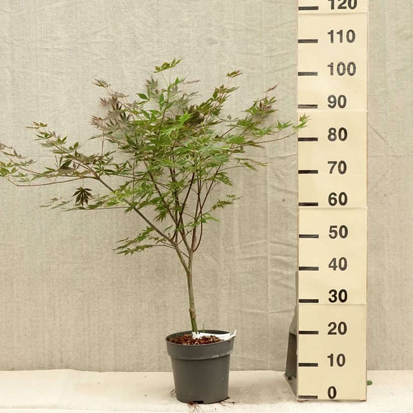 Exemplar von Fächerahorn Trompenburg - Acer palmatum Topf mit 3L/4L wie im Sommer geliefert