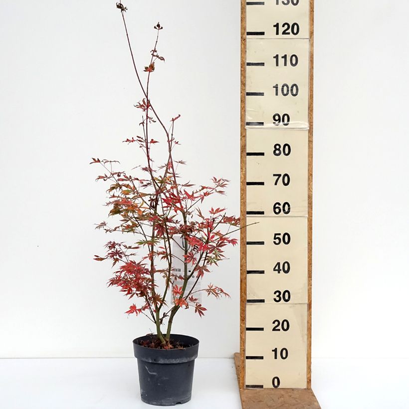 Exemplar von Fächerahorn Trompenburg - Acer palmatum Topf mit 6L/7L wie im Herbst geliefert