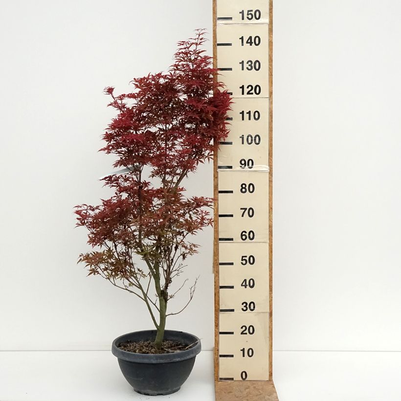 Exemplar von Fächerahorn Twomblys Red Sentinel - Acer palmatum Becher 7,5L / 10L wie im Sommer geliefert