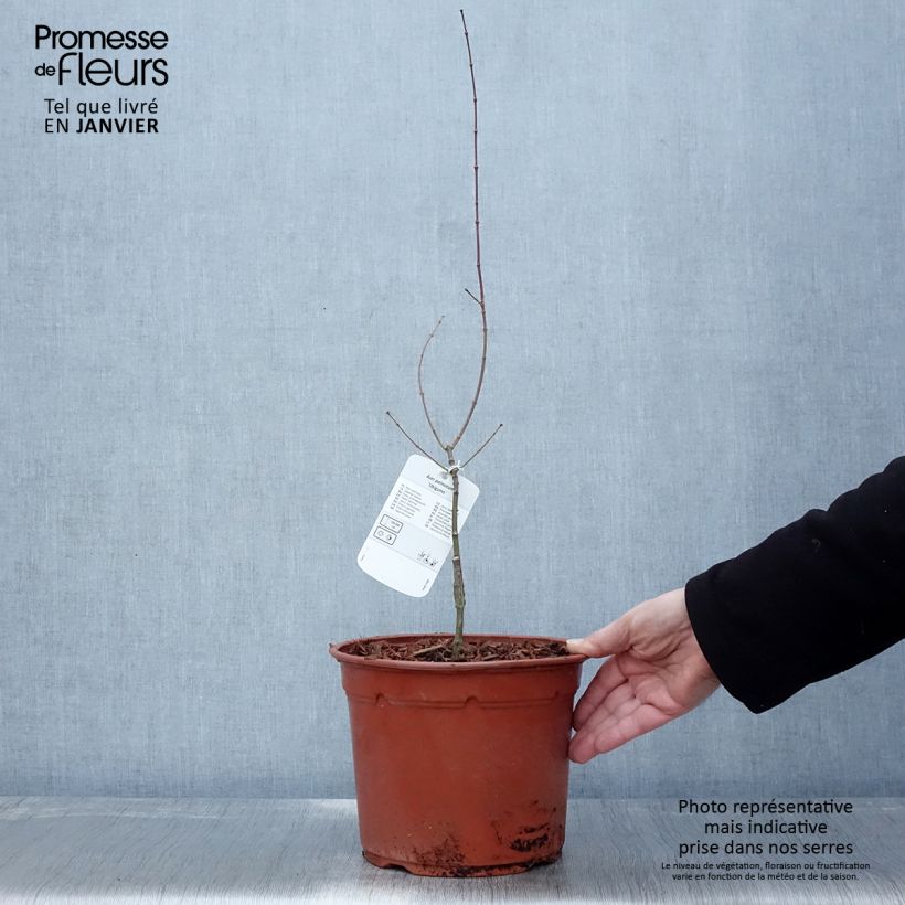 Exemplar von Fächerahorn Ukigumo - Acer palmatum Topf mit 3L/4L wie im Winter geliefert