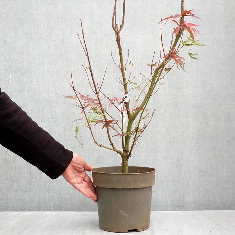 Exemplar von Fächerahorn Villa taranto - Acer palmatum Topf mit 4L/5L wie im Herbst geliefert