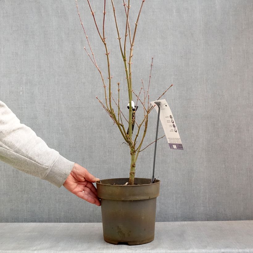 Exemplar von Fächerahorn Villa taranto - Acer palmatum Topf mit 4L/5L wie im Frühjahr geliefert